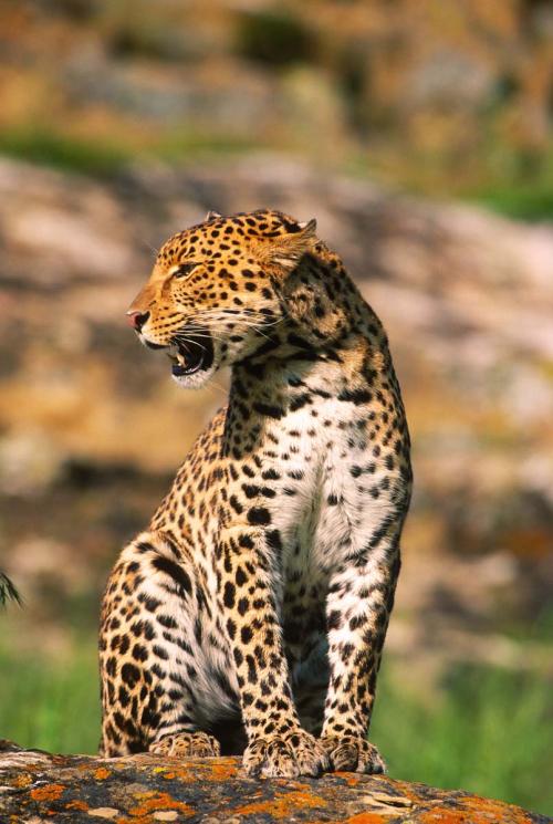 Spotted Leopard Looking Left